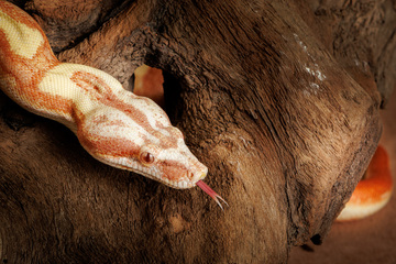 Portraits sauvages : la beauté des reptiles