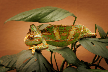 La beauté des reptiles