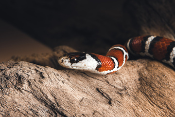La beauté des reptiles