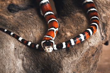 La beauté des reptiles