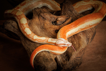 La beauté des reptiles