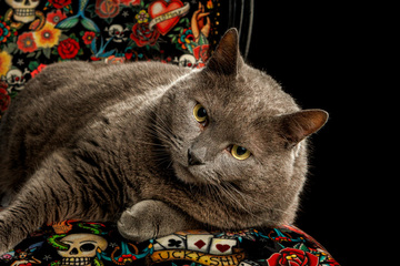 Milo, un européen coupé Chartreux