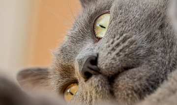 Milo, un européen coupé Chartreux