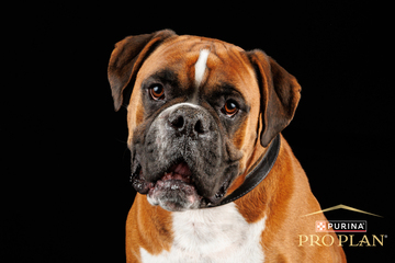 Photographie animalière – Projet Purina