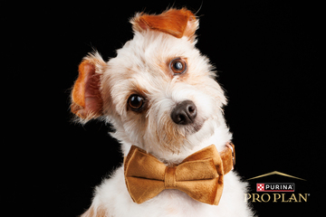 Photographie animalière – Projet Purina