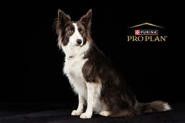 Photographie animalière – Projet Purina