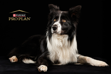 Photographie animalière – Projet Purina