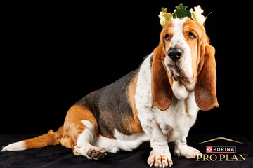 Photographie animalière – Projet Purina