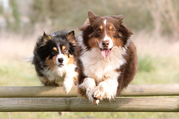 Duo de bergers australiens