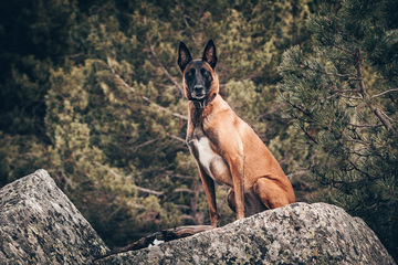 Photographie animalière - Malinois