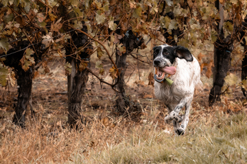 Photographie animalière - Setter