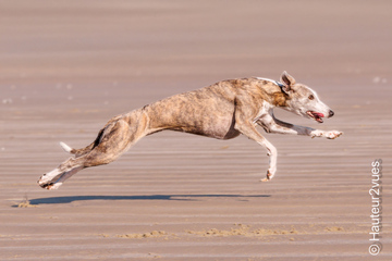 Whippet